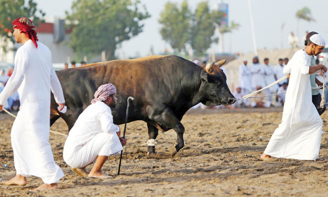 Bloodless bullfights earn Gulf owners big bucks