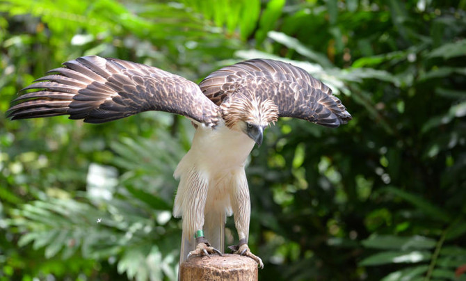 Philippine eagle the Philippine Eagle: