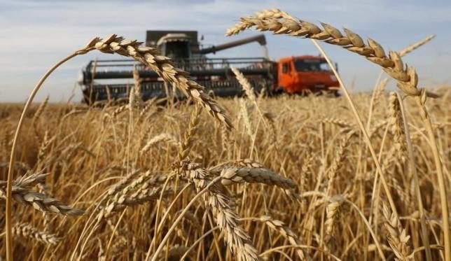 Saudi Arabia seeking to buy 300,000 tons hard wheat