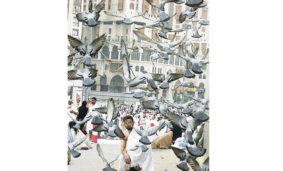 Pigeons of Grand Mosque spreading peace