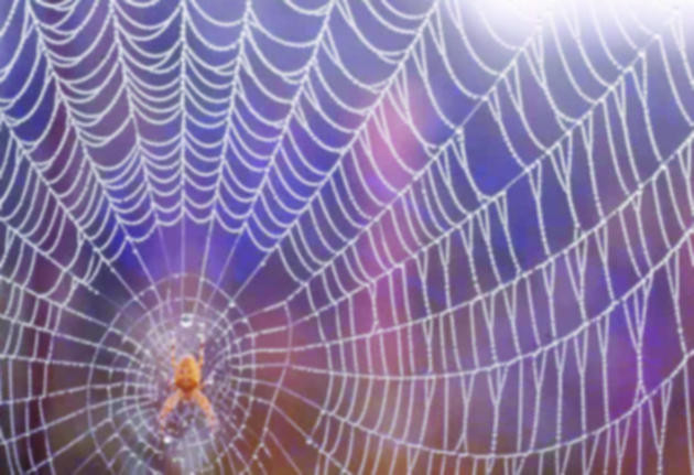 Artistry of Allah in the spider’s web