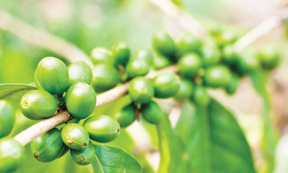 Is green coffee really the weight loss miracle we've been waiting for?