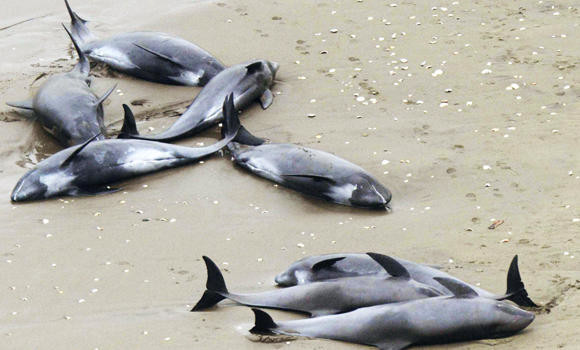 Nearly 150 dolphins feared dead after beaching in Japan