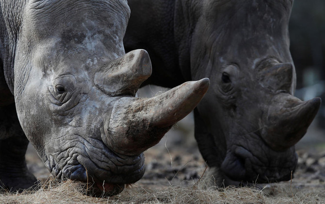 Poachers break into Paris zoo, shoot young rhino