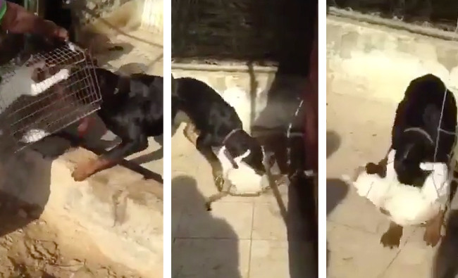 Dubai ruler orders men who fed live cat to dogs to clean zoo