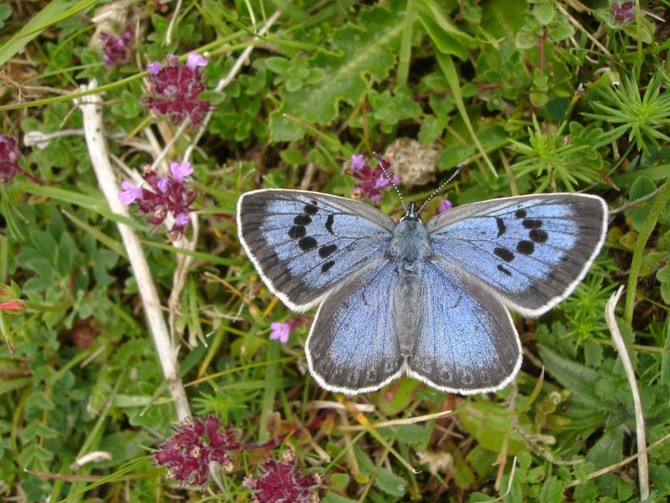 Rare butterfly killer convicted in Britain