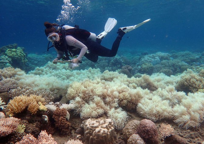 'Zero recovery' for corals in back-to-back Australia bleaching