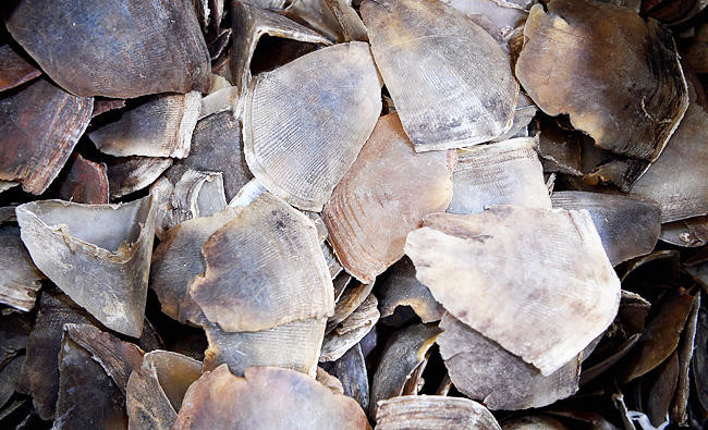 Record haul of pangolin scales seized in Malaysia