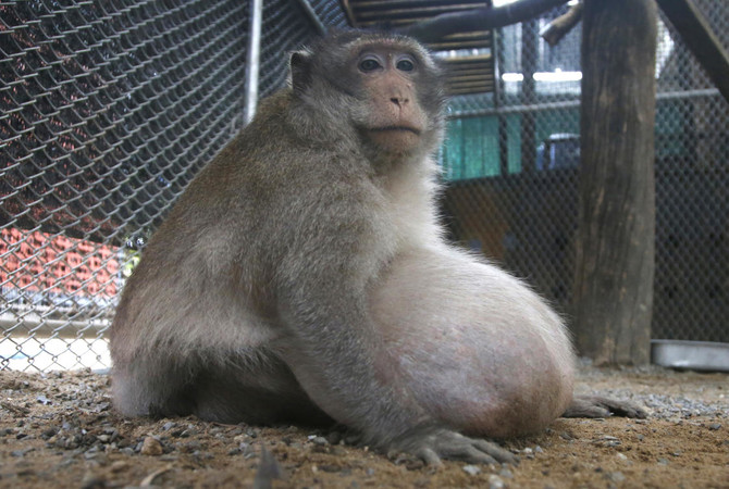 Thailand’s chunky monkey on diet after gorging on junk food