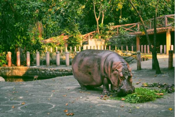 World’s ‘oldest’ hippo dies at Philippine zoo