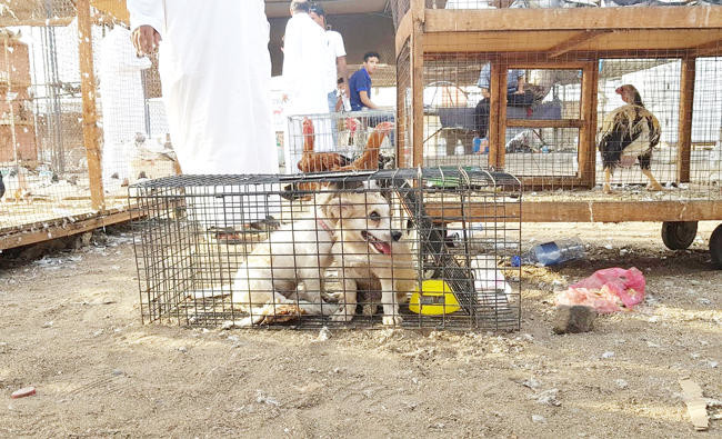 Despicable treatment of animals in KSA: Who is to blame?