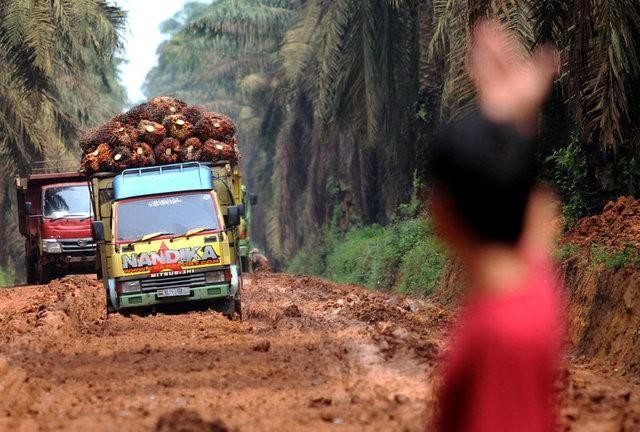 Forbidden fruit: Indonesia palm oil plantations boost security to stop thieves
