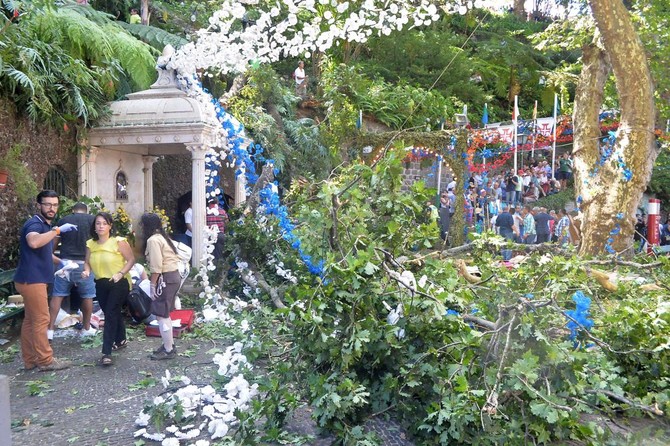 Falling tree kills 12, injures 50 at Portugal religious festival