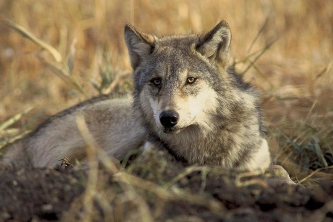 Scientists find blood molecule that attracts wolves, repels humans