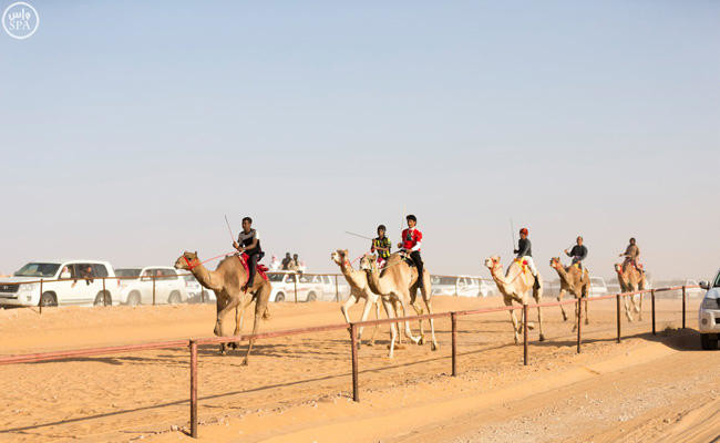 New track for camel racing soon to be built near Riyadh