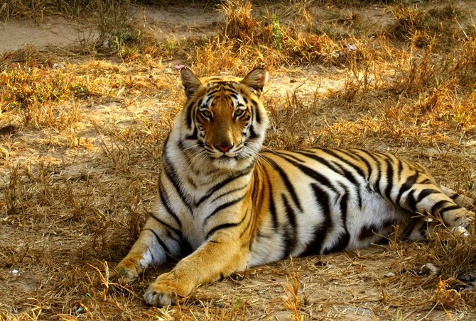 Bangladesh striving to save endangered Bengal tigers | Arab News