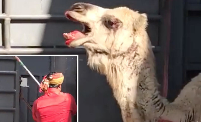 Makkah Municipality fires abusive workers after viral camel video