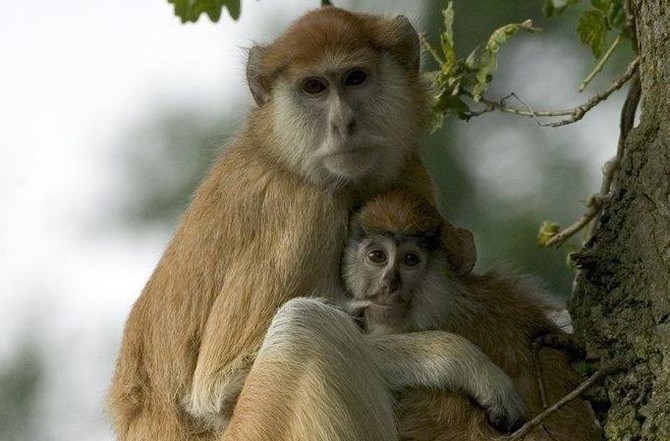 13 monkeys die in fire at UK safari park attraction