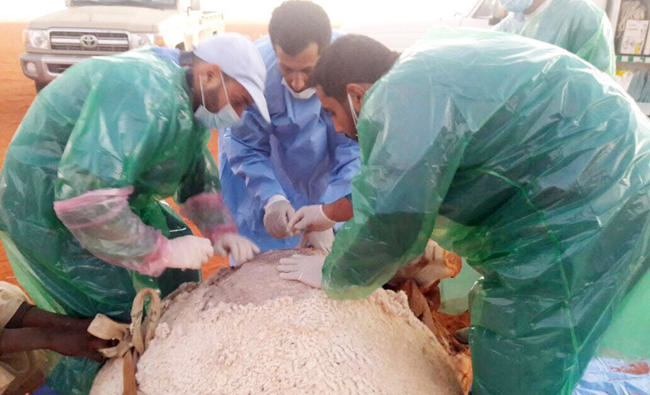 Vets pull off life-saving C-section on stricken camel at prestigious Saudi festival