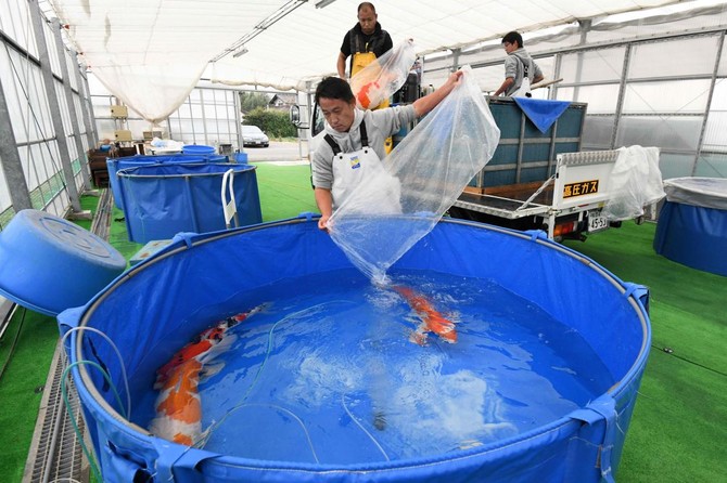 Japanese Culture Summer Beach Shorts No-96037 Womens Koi Fish 