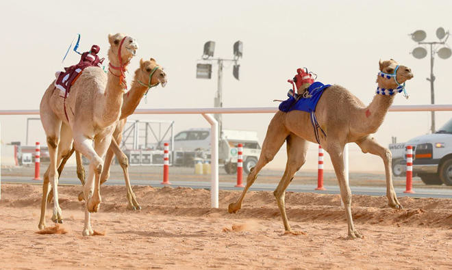 Saudi king to close final session of camel race