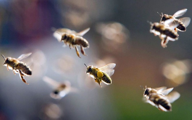 Saudi Arabia to ban import of foreign bees by 2020