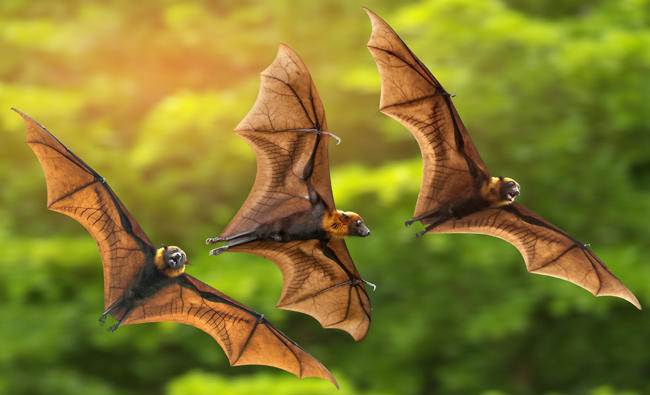 Surprising bat genetic trait holds secrets of longevity