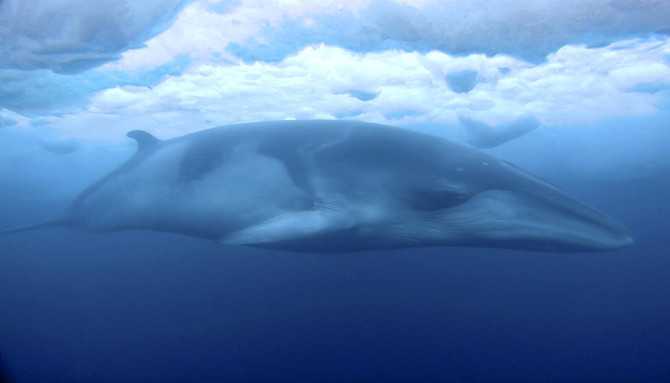 Researcher captures striking Antarctic video of minke whale