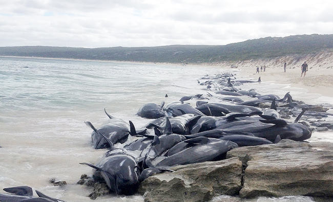 Australian volunteers save 5 of over 150 stranded whales | Arab News