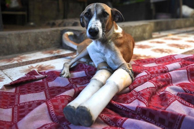 Badly injured street dog swaps India for English countryside | Arab News
