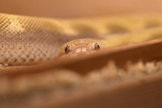 Saudi masters ‘live art’ of python crossbreeding in palace home | Arab News