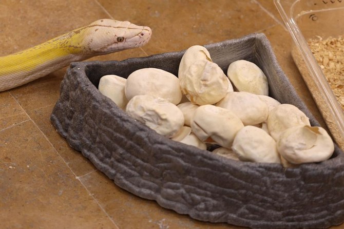 Saudi masters ‘live art’ of python crossbreeding in palace home | Arab News