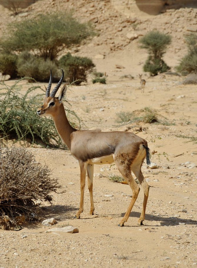 Wildlife center releases 22 endangered animals into Saudi protected area |  Arab News