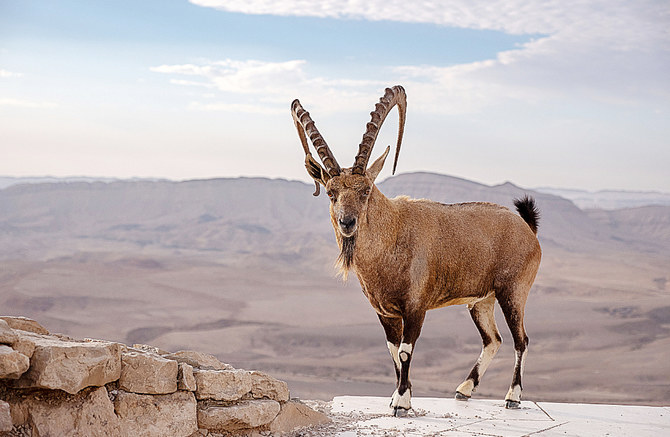 Native species return home as Saudi Arabia heeds call of the wild | Arab  News
