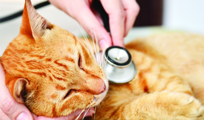 Review: Al-Hamra Pet Care Clinic | Arab News