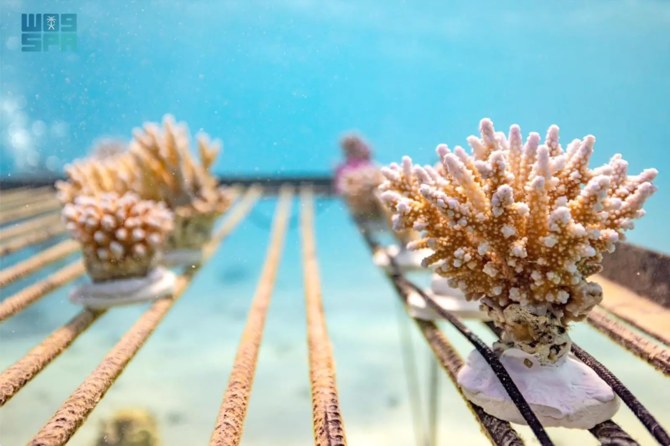World’s largest coral restoration project unveiled in the Red Sea ...