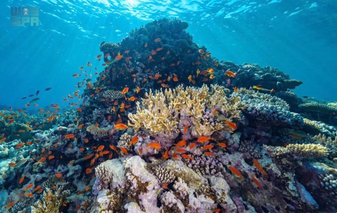 World’s largest coral restoration project unveiled in the Red Sea ...