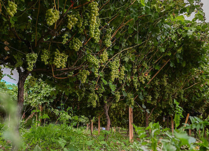 Saudi Arabia's grape harvest hits 110,500 tonnes | Arab News