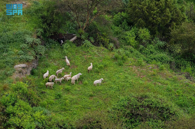 Baha blossoms into emerald-green landscape from heavy rain Baha blossoms into emerald-green landscape from heavy rain