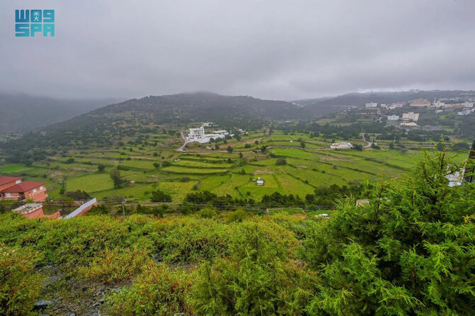 Baha blossoms into emerald-green landscape from heavy rain Baha blossoms into emerald-green landscape from heavy rain
