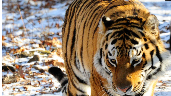 Victims to blame in fatal tiger attack in China | Arab News