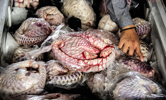 Hundreds of frozen pangolins seized from Indonesian’s house