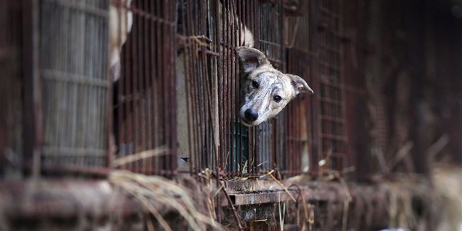 South Korean kills neighbor’s dog, invites him to share meat