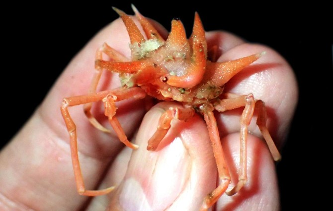Fuzzy crab, shiny-eyed shrimp discovered on Java expedition