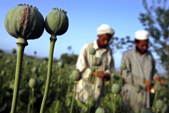 Afghan drugs trade rises dramatically since overthrow of Taliban
