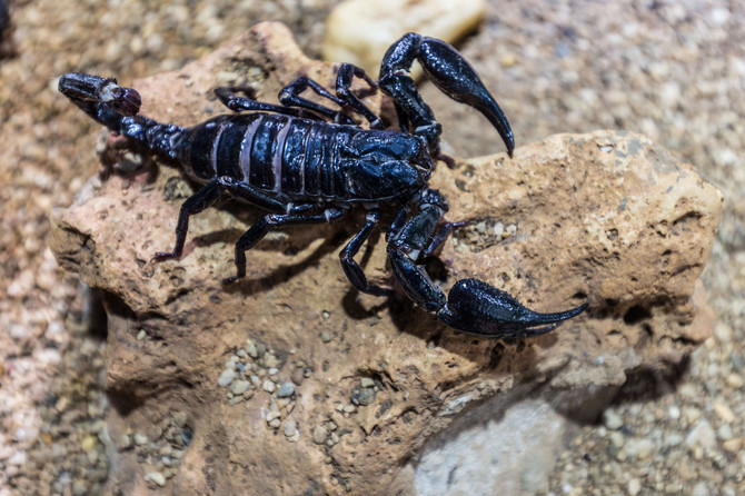 Black scorpion smuggling in Afghanistan is big business | Arab News