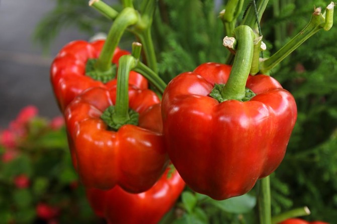 Grow your own dinner with these six heat-beating garden veggies