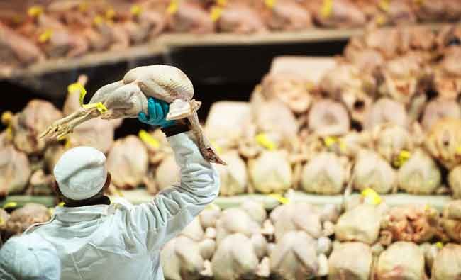 Saudi Arabia bans poultry imports from Nepal over bird flu