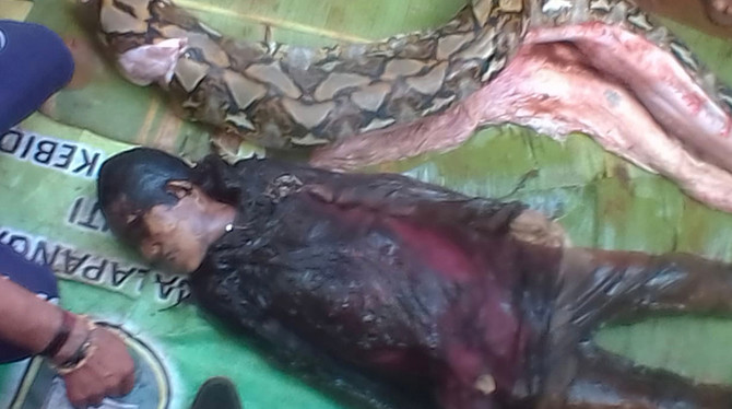 Indonesian woman swallowed by giant python