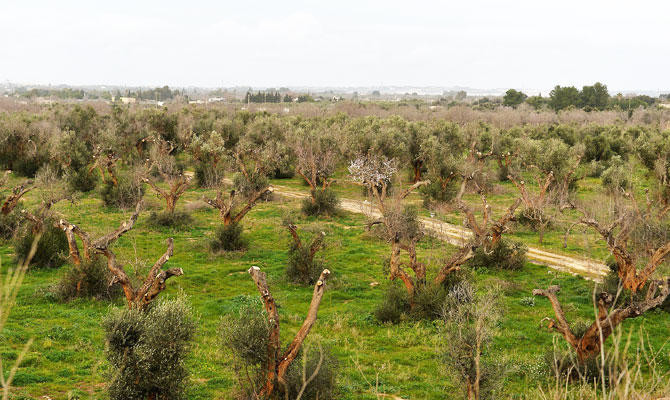 Early detection of 'olive tree leprosy' with drones